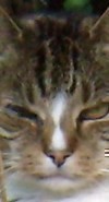 Nebelparder